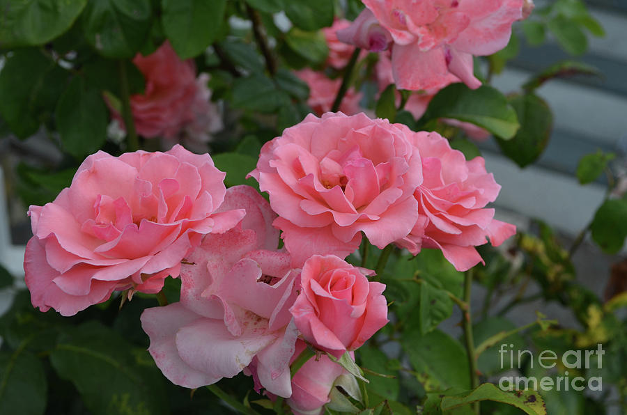 Fantastic Flowering Rose Blossoms in  a Garden Photograph by DejaVu Designs