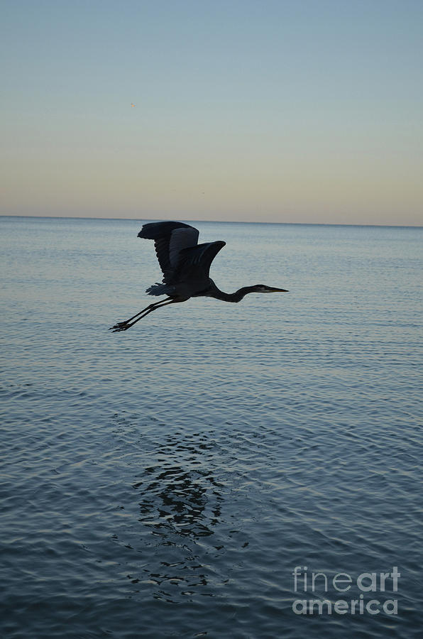 Fantastic Flying Great Blue Heron Photograph by DejaVu Designs - Fine ...