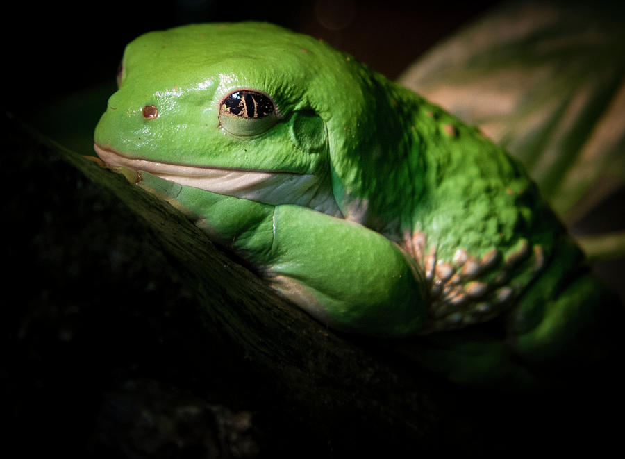 Fantastic Green Frog Photograph by Jean Noren