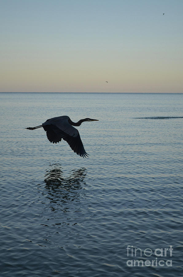 Fantastic Heron in Flight Over the Ocean Photograph by DejaVu Designs