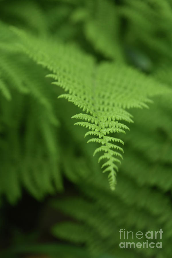 Fantastic Look at a Green Fern Frond in a Shade Garden Photograph by DejaVu Designs