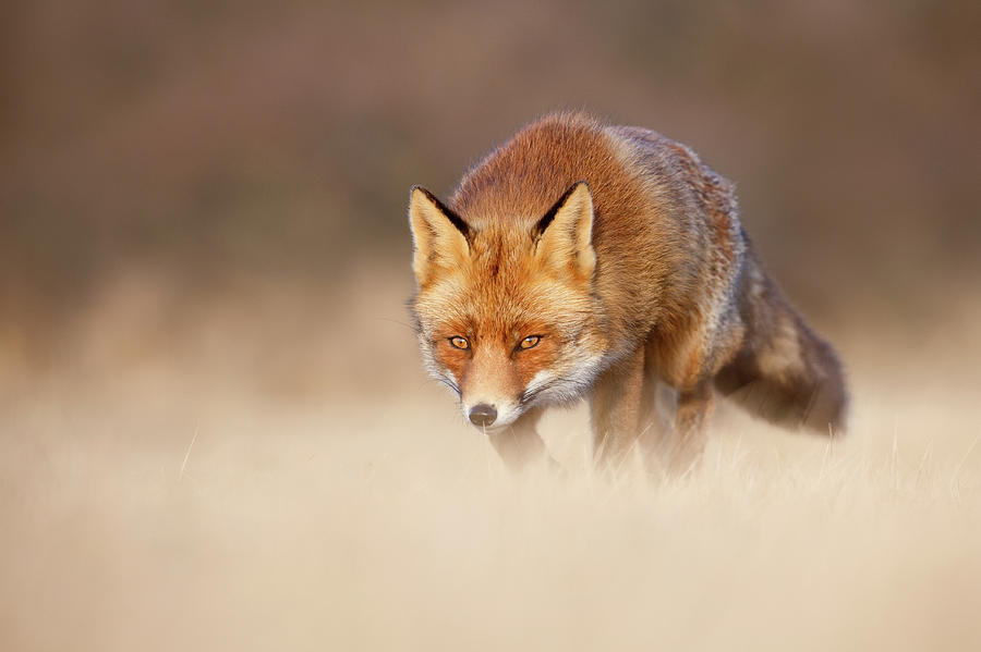 Animal Photograph - Fantastic Mister Fox by Roeselien Raimond