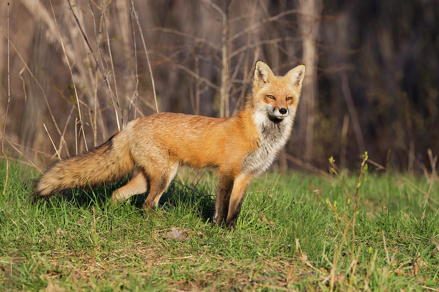 Fantastic Mr Fox Photograph by Mircea Costina Photography