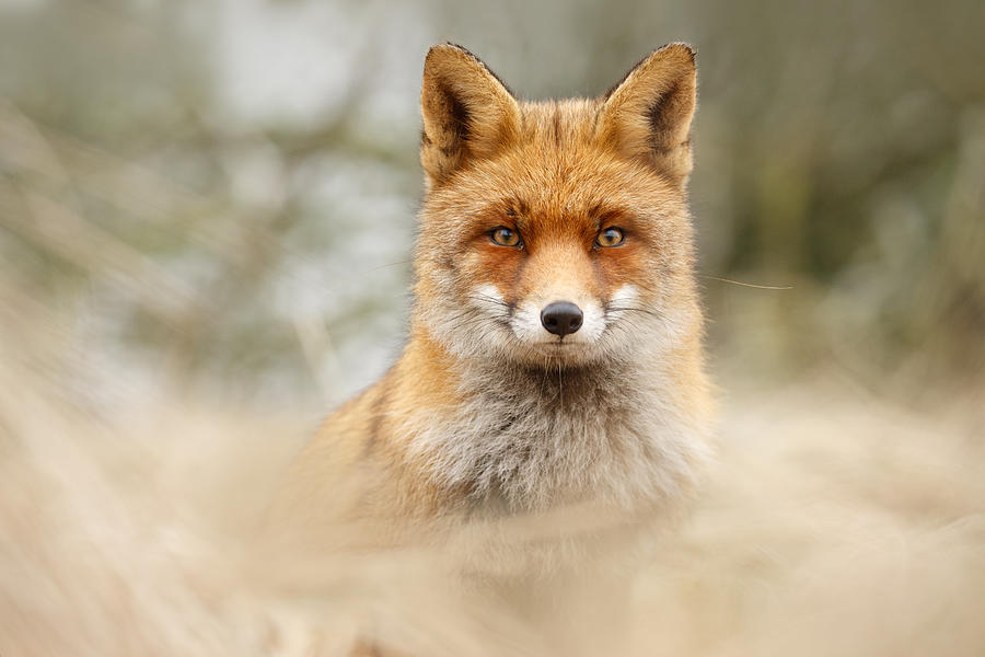 Wildlife Photograph - Fantastic Mr Fox by Roeselien Raimond