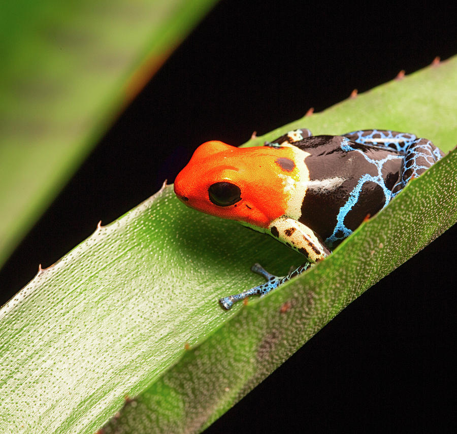 Fantastic Red Headed Poison Dart Frog Photograph by Dirk Ercken