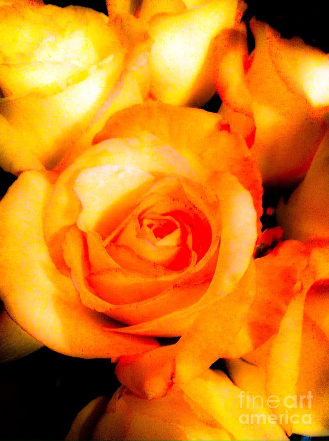 Fantastic Roses Photograph by Gayle Price Thomas