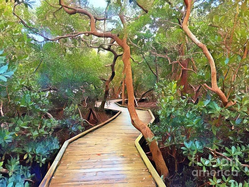 Fantasy Boardwalk Through Mangroves Photograph by Carol Riddle