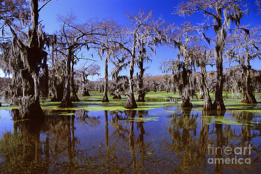 Fantasy Forest - caddo lake cypress trees Photograph by Jon Holiday