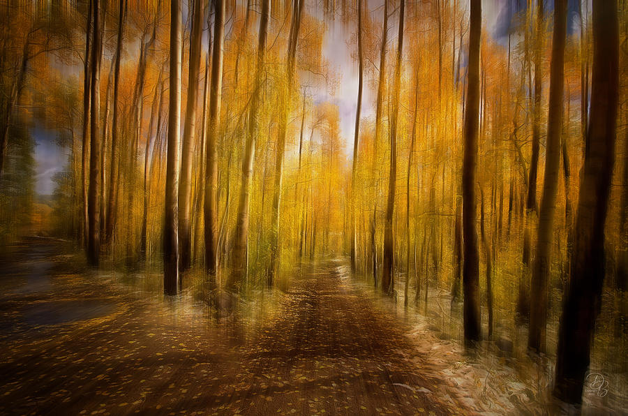 Fantasy Forest Photograph by Debra Boucher
