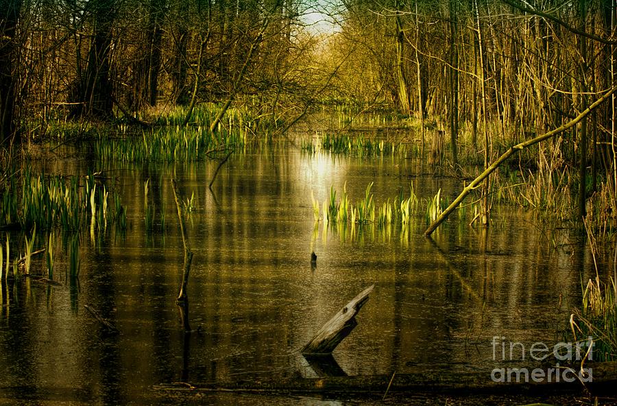 Fantasy Forest Landscape With Water Photograph