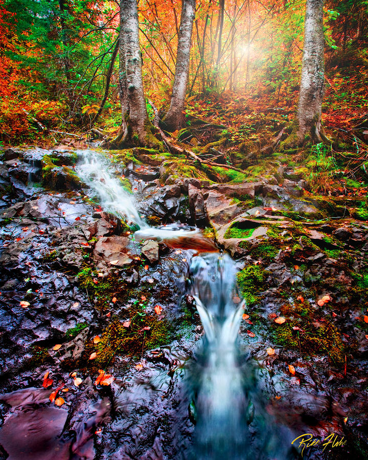Fantasy Forest Photograph by Rikk Flohr