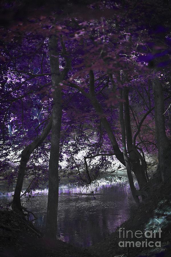 Fantasy Forest Photograph by Skip Willits