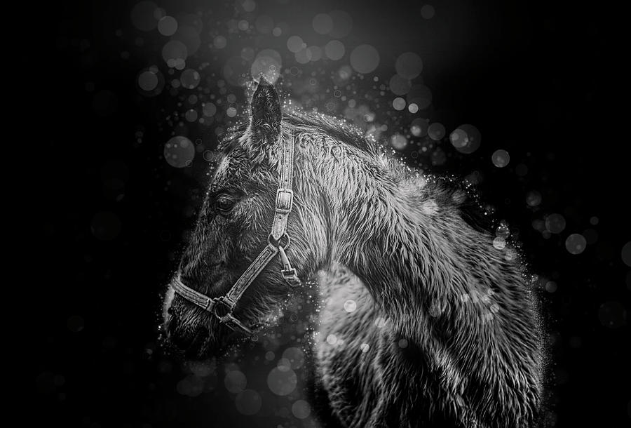 Fantasy Horse Portrait In Black And White Digital Art by SharaLee Art