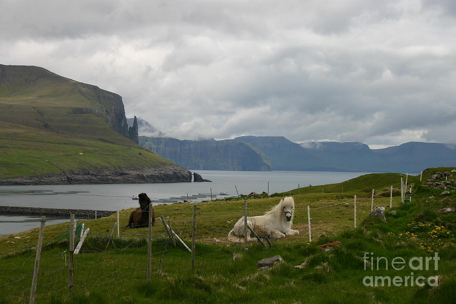 Faroe Islands Horses Photograph by Susanne Baumann