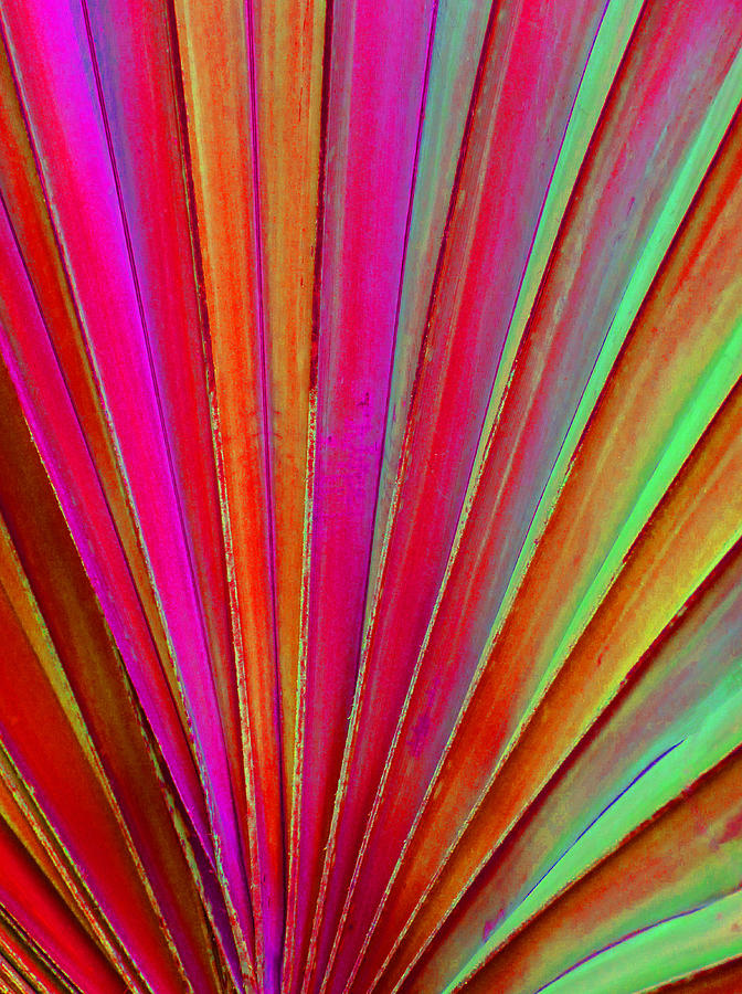 Fantasy Palm Leaf Abstract Photograph by Margaret Saheed