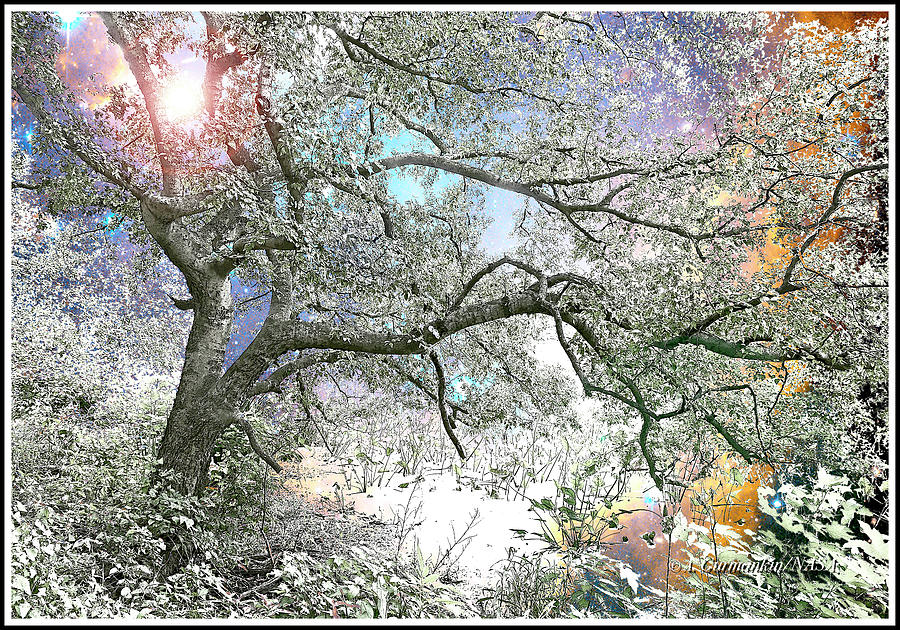 Fantasy Starry Night, Tree by an Estuary, Heinz Nature Preserve, Photograph by A Macarthur Gurmankin