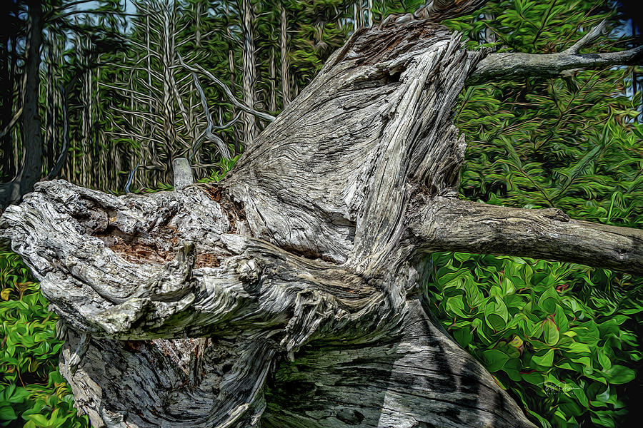 Fantasy Stump Photograph by Bill Posner