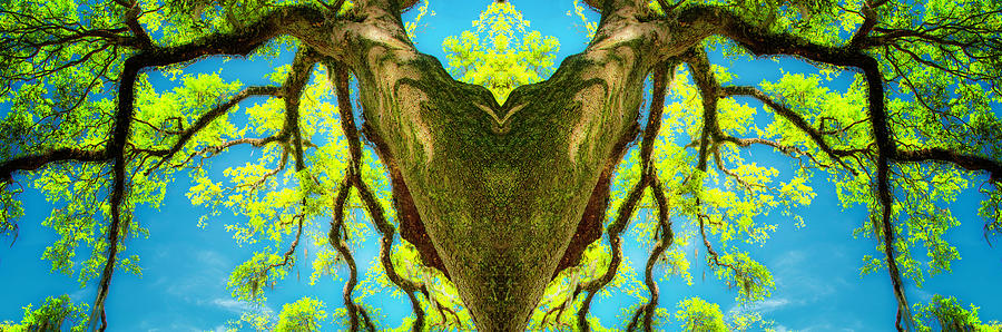 Fantasy Tree Pattern 1 Photograph by Frances Ann Hattier