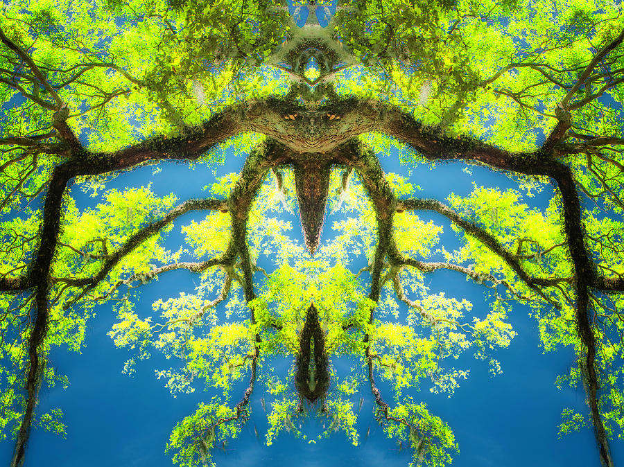 Fantasy Tree Pattern 2 Photograph by Frances Ann Hattier