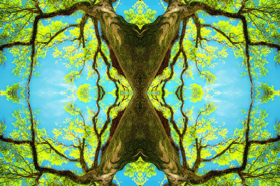 Fantasy Tree Pattern 3 Photograph by Frances Ann Hattier