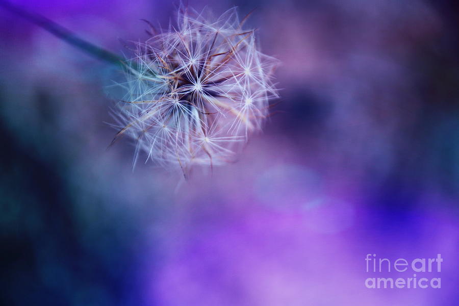 Fantasy Wishes -Macro Dandelion Photograph by Adrian De Leon Art and Photography