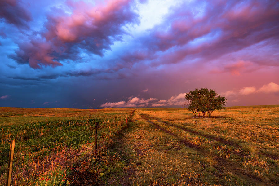 Tree Photograph - Far and Away - Open Prairie Under Colorful Sky in Oklahoma Panhandle by Southern Plains Photography