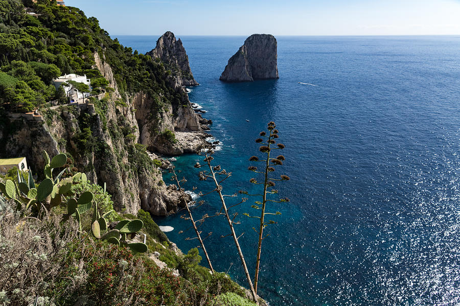 Faraglioni Sea Stacks and Agave Bloom Spikes - the Magic of Capri Italy Photograph by Georgia Mizuleva