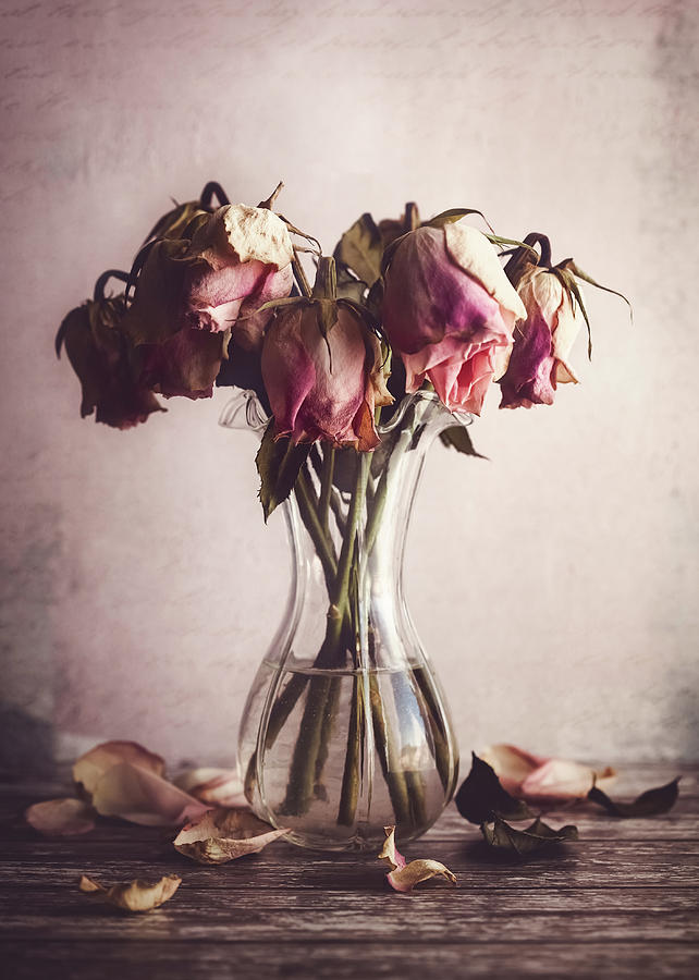 Rose Photograph - Farewell by Amy Weiss