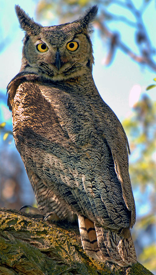 Farewell Bend Great Horned Owl Photograph by Michelle Halsey