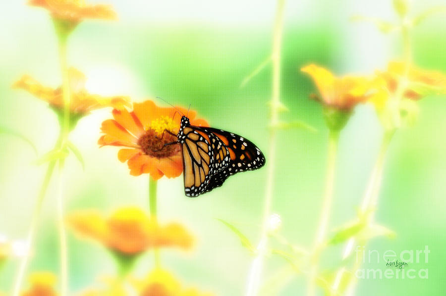 Butterfly Photograph - Farewell by Lois Bryan