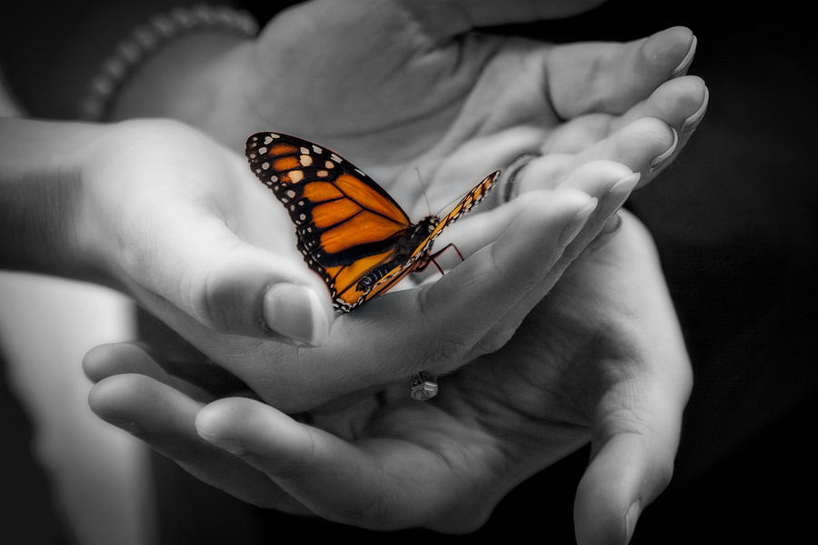 Monarch Butterfly Photograph - Farfalla Di Monarca by Tonino Guzzo