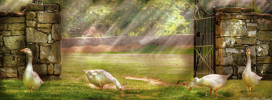 Farm - Geese -  Birds of a Feather - Panorama Photograph by Mike Savad