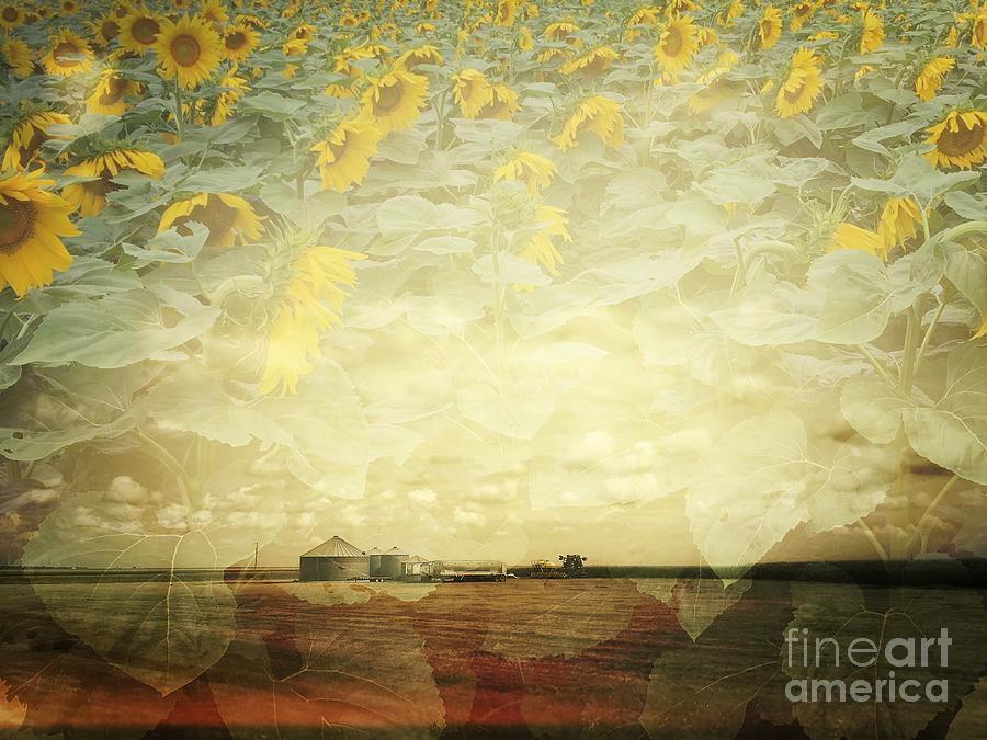 Nature Photograph - Farm and Sunflowers Double Exposure by Iryna Liveoak