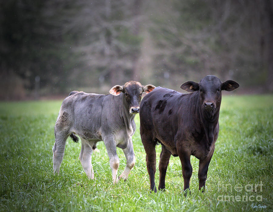Farm Animals Photograph