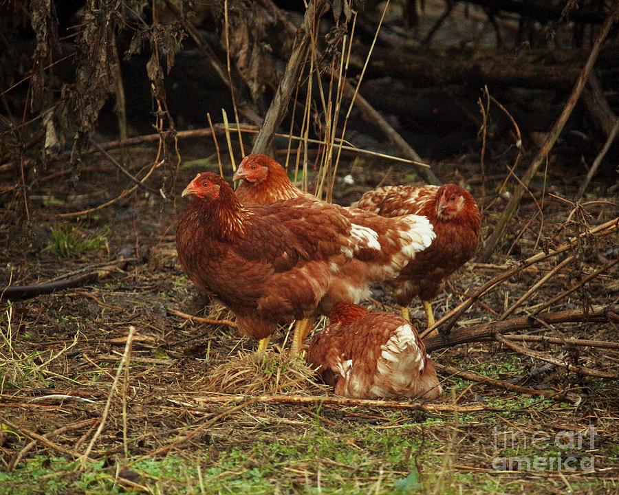 Farm Birds Photograph by Laura Birr Brown - Fine Art America