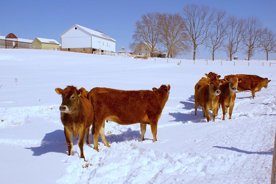 Farm Cattle Snow Photograph by Blair Seitz