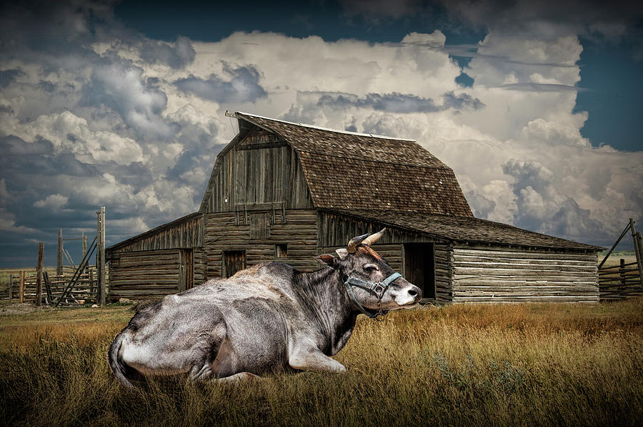 Farm Cow laying in the Grass Photograph by Randall Nyhof