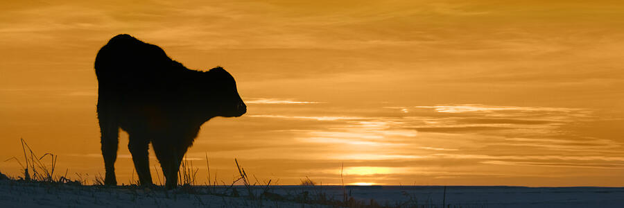 Farm - Cow - Sunset Silhouette  Photograph by Nikolyn McDonald
