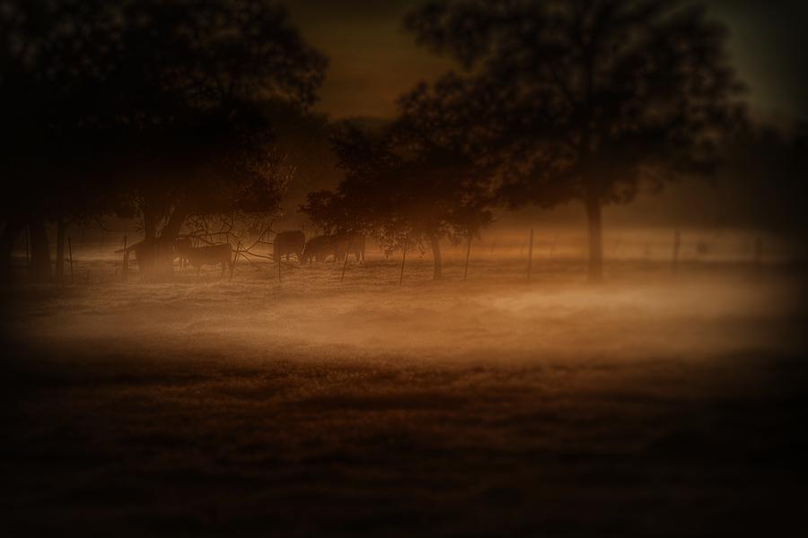 Farm Cows Fog and A Patch of Light Photograph by Buck Buchanan