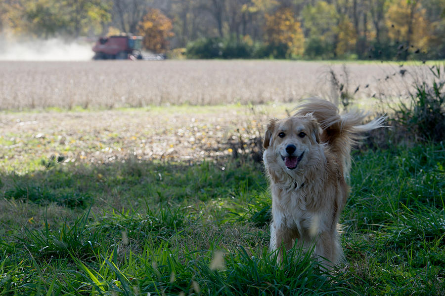 Farm Dog Photograph by Brooke Bowdren