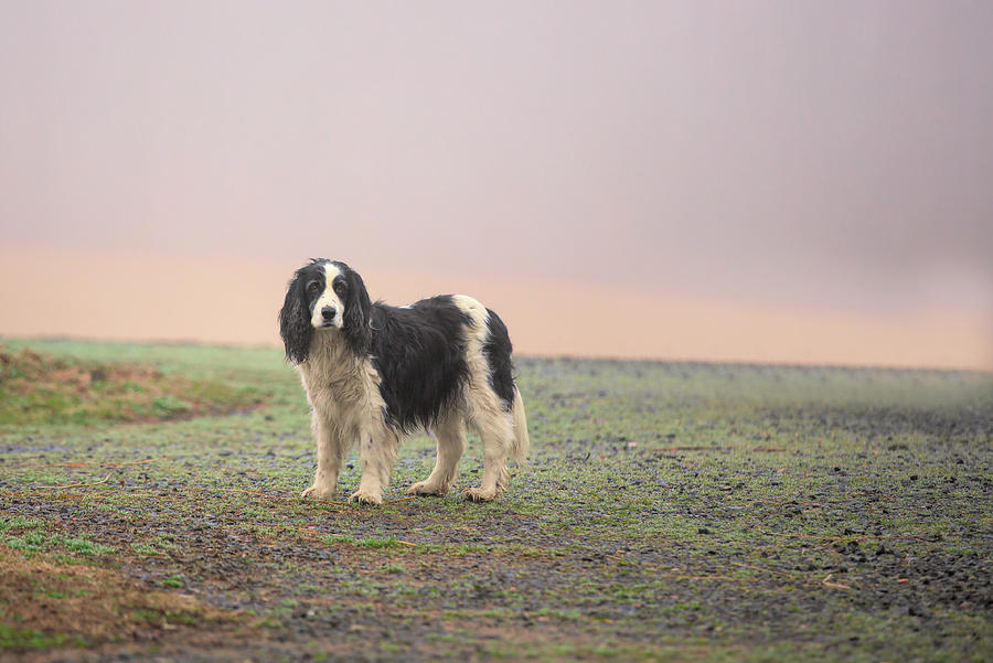 Farm dog in Fog Photograph by Jack Nevitt