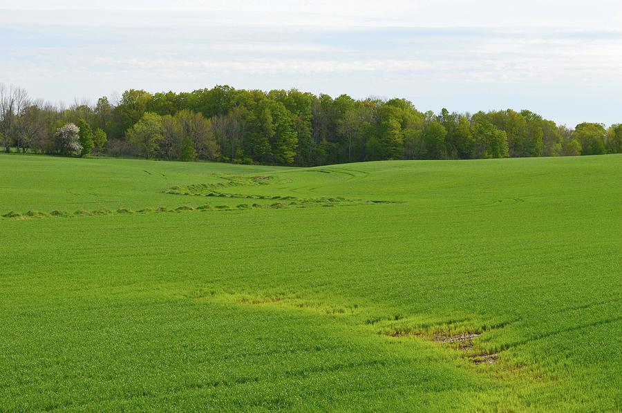 Farm Field In May  Photograph by Lyle Crump