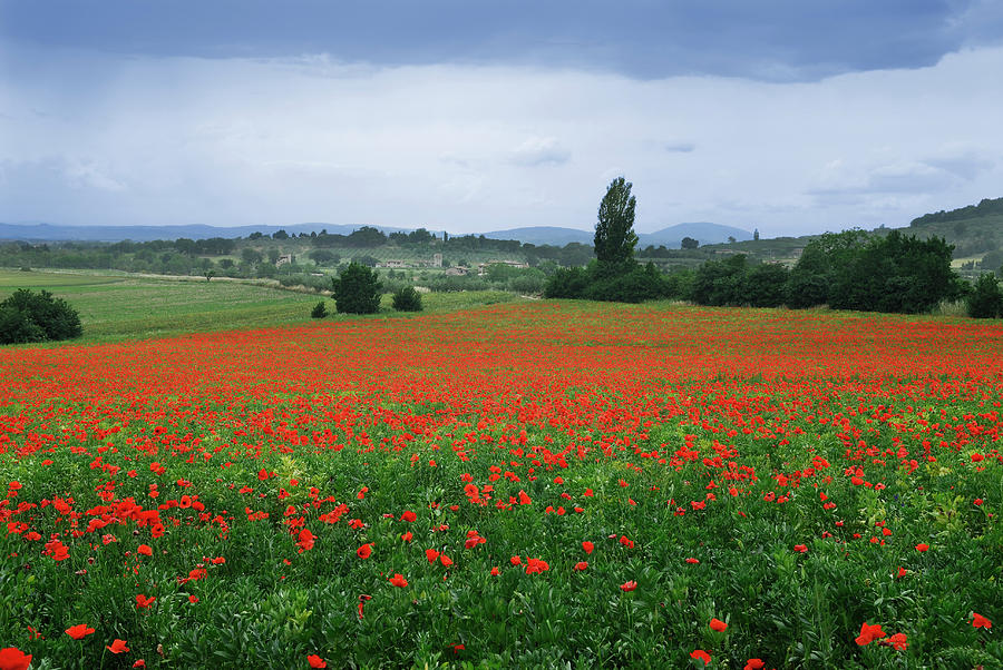 Farm field of poppies with rain in Assisi Umbria Italy Photograph by Reimar Gaertner