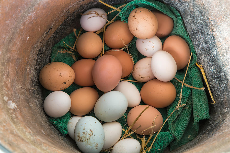 Farm Fresh Eggs Photograph by Cindy Archbell