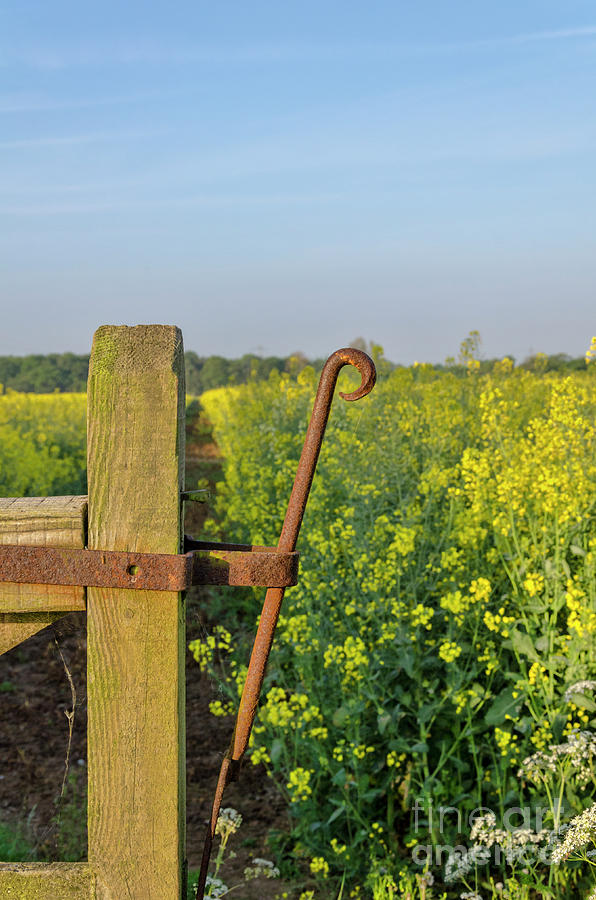 Farm gate latch Photograph by Steev Stamford