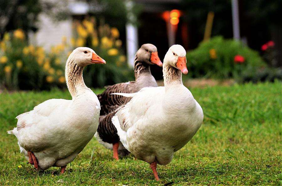 Farm Geese Photograph by Chuck Brown