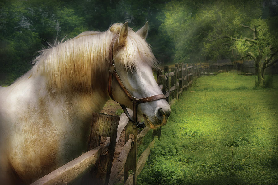 Farm - Horse - White Stallion Photograph by Mike Savad
