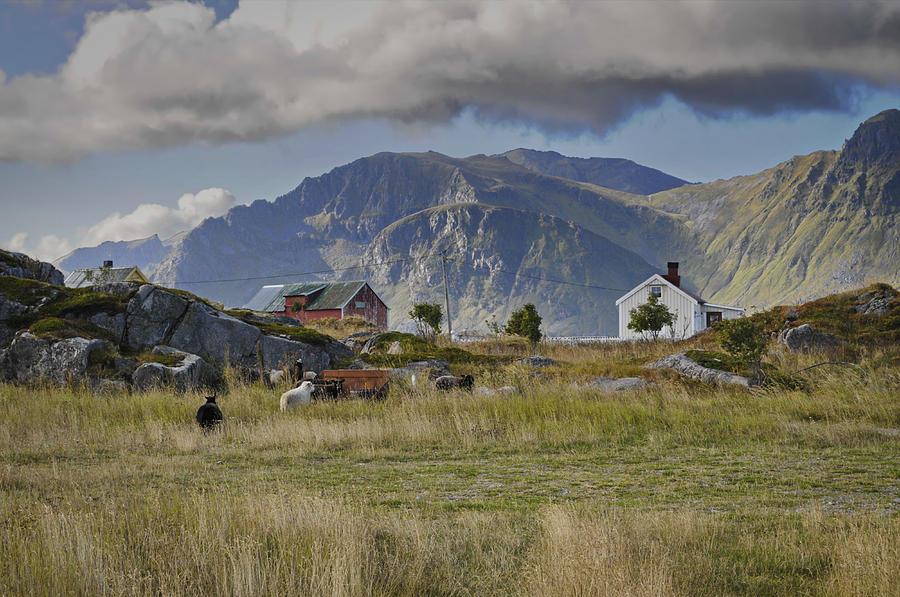 Farm Houses And Sheep On Lofoten Photograph