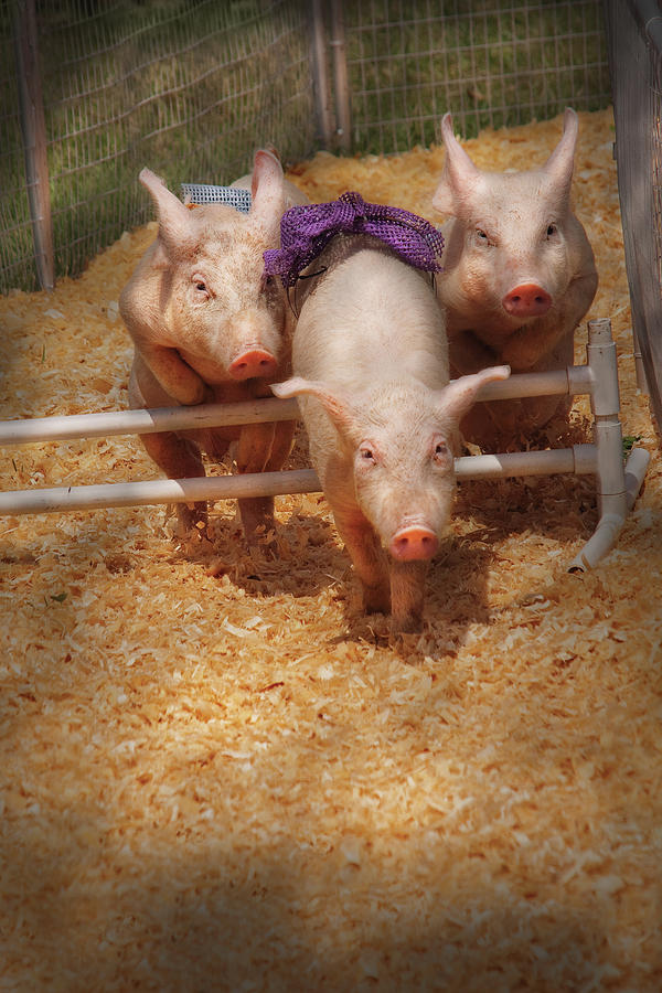 Farm - Pig - Getting past hurdles Photograph by Mike Savad