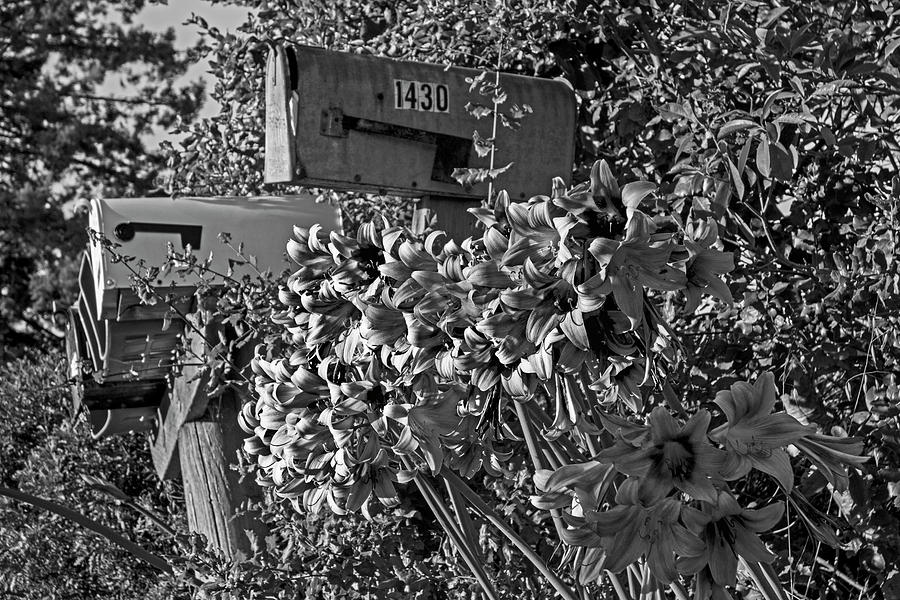Farm Road Resurrection Lilies Sebastopol CA Black and White Photograph by Toby McGuire